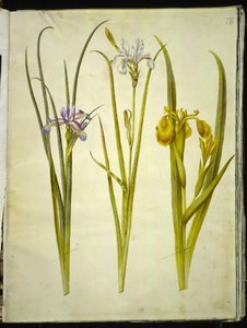 íriszfű (græsbladet iris); szibériai írisz (szibériai írisz); Iris pseudacorus (gul iris) alkotó: Hans Simon Holtzbecker