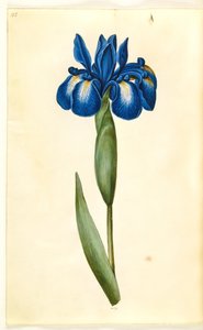 Iris latifolia (angol írisz) alkotó: Hans Simon Holtzbecker