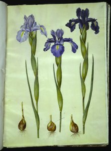 Iris latifolia (angol írisz) alkotó: Hans Simon Holtzbecker