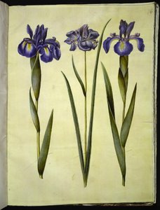 Iris latifolia (angol írisz); Iris sibirica (szibériai írisz) alkotó: Hans Simon Holtzbecker