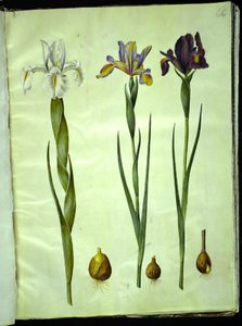 Iris latifolia (angol írisz); Iris xiphium (spanyol írisz) alkotó: Hans Simon Holtzbecker
