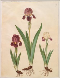 Írisz × lurida (írisz-hibrid) alkotó: Hans Simon Holtzbecker