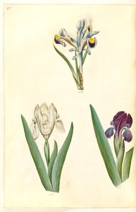 Iris persica (perzsa írisz); Iris lutescens vagy Iris pumila (?) (törpe írisz vagy alacsony írisz) alkotó: Hans Simon Holtzbecker