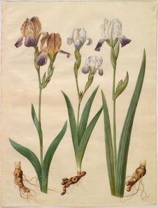 Iris ×sambucina (polcos írisz); Iris ×amoena (írisz hibrid) alkotó: Hans Simon Holtzbecker