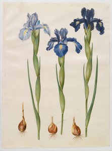 Iris xiphioides alkotó: Hans Simon Holtzbecker