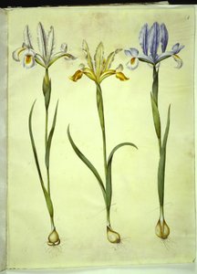 Iris xiphium (spanyol írisz) vagy Iris latifolia (angol írisz); Iris xiphium (spanyol írisz) alkotó: Hans Simon Holtzbecker