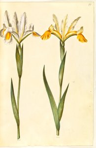 Írisz xiphium, esetleg Iris latifolia (?) (spanyol írisz vagy angol írisz) alkotó: Hans Simon Holtzbecker