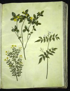 Jasminum odoratissimus (stue-jasmin); Jázminbokor (busk-jázmin); Jasminum grandiflorum (duft-jázmin) alkotó: Hans Simon Holtzbecker