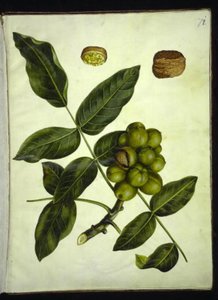 Juglans regia (közönséges dió) alkotó: Hans Simon Holtzbecker