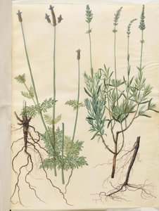 Lavandula multifida (tüskés levendula); Lavandula angustifolia (igazi levendula) alkotó: Hans Simon Holtzbecker