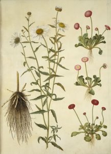 Leucanthemum vulgare (fehér bikaszem); Bellis perennis (közönséges százszorszép) alkotó: Hans Simon Holtzbecker