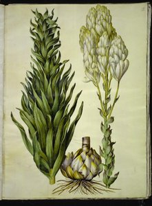 fehér liliom (madonna-lilje) alkotó: Hans Simon Holtzbecker