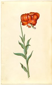 kalcedon liliom (rød turbanlilje) alkotó: Hans Simon Holtzbecker