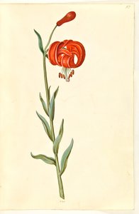 Kalcedon liliom (rød turbanlilje) alkotó: Hans Simon Holtzbecker