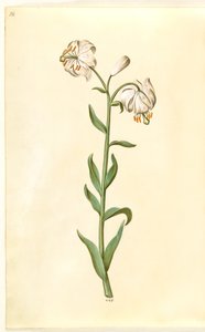 Liliom martagon (liliom koszorú) alkotó: Hans Simon Holtzbecker