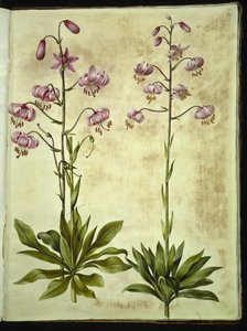 Liliom martagon (liliom koszorú) alkotó: Hans Simon Holtzbecker