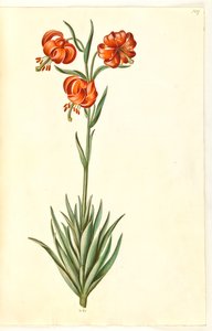 Pompon liliom (pompon-lilje) alkotó: Hans Simon Holtzbecker