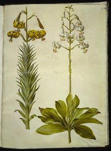 Lilium pyrenaicum (pireneusi liliom); Liliom martagon (liliom koszorú) alkotó: Hans Simon Holtzbecker