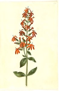 Lobelia cardinalis (bíboros lobelie)
