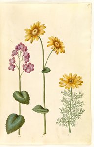 Hold éves (judaspenge); Doronicum pardalianches (hjertebladet gemserod); Vernal Adonis (vår-adonis) alkotó: Hans Simon Holtzbecker