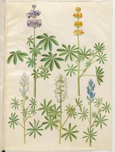 Szőrös farkas (blå lupin); sárga csillagfürt (gul lupin); Lupinus tightfolius (kispengéjű csillagfürt); Fehér csillagfürt (hvid csillagfürt) alkotó: Hans Simon Holtzbecker
