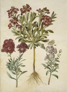Matthiola incana (vinter-levkøj) alkotó: Hans Simon Holtzbecker