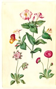 Mirabilis jalapa (csodavirág); Bellis perennis (közönséges százszorszép) alkotó: Hans Simon Holtzbecker
