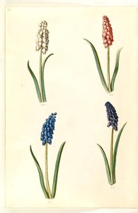 Muscari botryoides (közönséges gyöngyházi jácint) alkotó: Hans Simon Holtzbecker