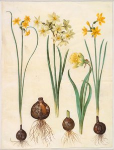 Narcissus jonquilla (rush-narcissus); Narcissus tazetta aureus (arany-tazet); Narcissus pseudonarcissus bicolor (kétszínű nárcisz)