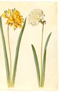 Narcissus pseudonarcissus (nárcisz) alkotó: Hans Simon Holtzbecker