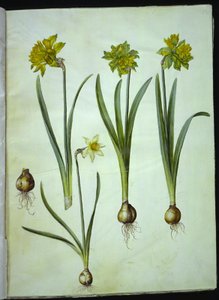 Narcissus pseudonarcissus; Nárcisz? ×összehasonlíthatatlan (nárcisztikus) alkotó: Hans Simon Holtzbecker