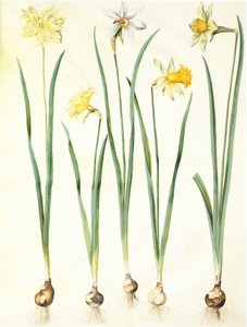 Narcissus pseudonarcissus, Narcissus poeticus, Narcissus × incomparabilis alkotó: Hans Simon Holtzbecker