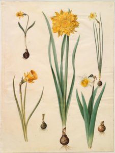Narcissus pseudonarcissus minor; Narcissus pseudonarcissus (nárcisz); Narcissus ×tenuior; Narcissus bulbocodium (crinoline narcissus); Narcissus pseudonarcissus bicolor (kétszínű nárcisz) alkotó: Hans Simon Holtzbecker