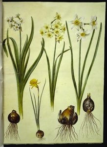 Narcissus tazetta (tazet); Narcissus ×medioluteus (toblomstret narcis); Narcissus bulbocodium (krinoline-narcis) alkotó: Hans Simon Holtzbecker