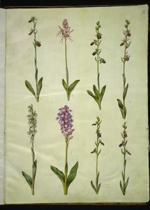Ophrys apifera vagy Ophrys sphegodes (méhlegyvirág vagy korai légyvirág); "Orchis simia" (fantáziavirág); Ophrys apifera (légyvirág); Orchis (kakukkfű); Orchis militaris (lovagkakukkfű); Ophrys insectifera (közönséges légyvirág) alkotó: Hans Simon Holtzbecker