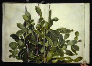 Opuntia ficus-indica, Opuntia humifusa vagy Opuntia monacantha (art af figenkaktus) alkotó: Hans Simon Holtzbecker