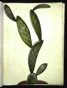 Opuntia monacantha alkotó: Hans Simon Holtzbecker