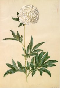 Paeonia lactiflora (selyempeon) alkotó: Hans Simon Holtzbecker