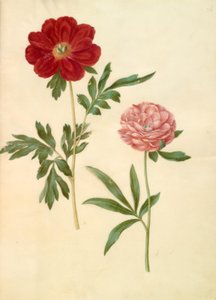 Paeonia officinalis (bonderose) alkotó: Hans Simon Holtzbecker