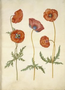 Papaver rhoeas (szemes mák) alkotó: Hans Simon Holtzbecker