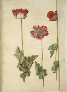 Ópium mák (ópium mák) alkotó: Hans Simon Holtzbecker