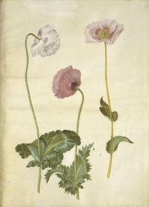 Ópium mák (ópium mák) alkotó: Hans Simon Holtzbecker