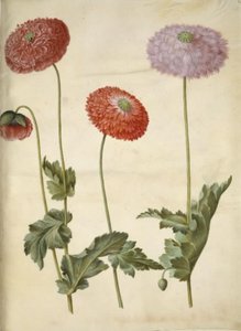 Ópium mák (ópium mák) alkotó: Hans Simon Holtzbecker