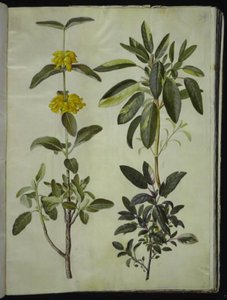 Phlomis fruticosa (közönséges csattanó); Salvia officinalis (zsálya) alkotó: Hans Simon Holtzbecker