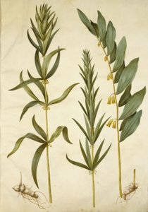 Polygonatum verticillatum (gyöngyvirág); Polygonatum multiflorum (nagy gyöngyvirág) alkotó: Hans Simon Holtzbecker