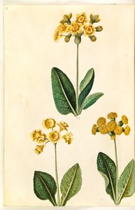 Primula ×polyantha (?); Tavaszi kankalin (?) alkotó: Hans Simon Holtzbecker