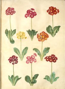 Primula × pubescens (have-aurikel) alkotó: Hans Simon Holtzbecker