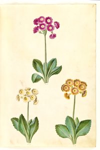 Primula × pubescens (have-aurikel) alkotó: Hans Simon Holtzbecker