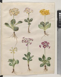 Primula × pubescens Wulfen (have-auricula) alkotó: Hans Simon Holtzbecker
