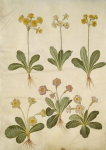 Primula veris (üreges nyakú tehénborsó hibrid); Primula vulgaris (nagy virágú tehénborsó hibrid) alkotó: Hans Simon Holtzbecker